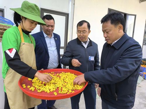  Lãnh đạo Liên minh Hợp tác xã tỉnh tham quan các hợp tác xã sản xuất, chế biến nông - lâm sản tại cơ sở. 