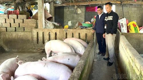 Nhờ phát triển đúng hướng, nhiều hộ dân ở thôn Tân Phong 1 có thu nhập ổn định, từng bước vươn lên làm giàu.