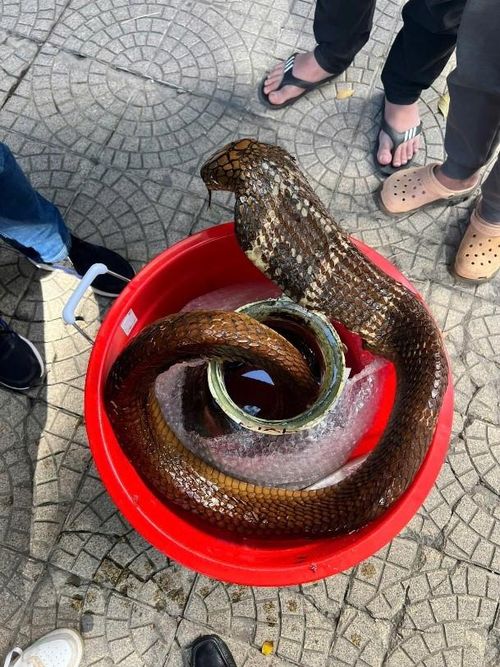 Bình rượu ngâm rắn hổ mang. Ảnh: Công an TP Hà Nội