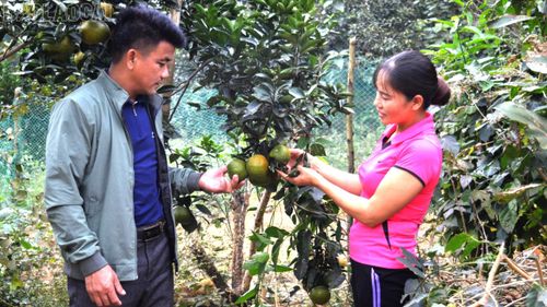 Từ những mô hình kinh tế hiệu quả, thôn Trung Sơn hiện không còn hộ nghèo, tỷ lệ hộ cận nghèo giảm còn 3,0%.
