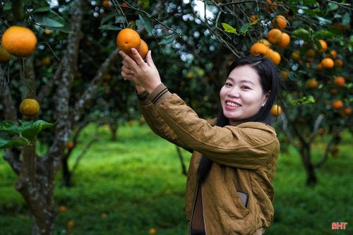 Chị Nguyễn Thị Nga - chủ vườn cam tại Đồng Lộc cho biết: “Thời gian gần đây vườn cam của gia đình thường xuyên đón các nhóm du khách đến trải nghiệm. Đây được xem là hướng đi phù hợp giúp quảng bá sản phẩm và hình ảnh của cam giòn Thượng Lộc đến với mọi người".