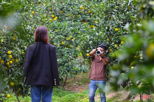 Vườn cam chín vàng, trĩu quả thu hút các nhiếp ảnh gia đến tác nghiệp, góp phần lan tỏa hình ảnh du lịch địa phương.