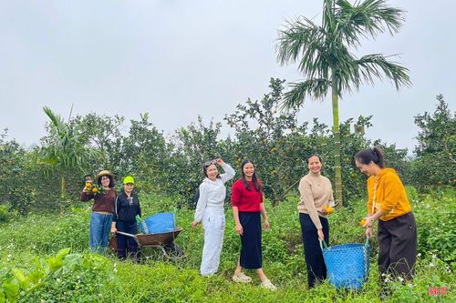 Khách đến vườn được tự do chụp ảnh, thoải mái đi lại giữa những hàng cam trĩu quả và có thể lựa chọn những trái cam chín vàng để tự tay hái mang về.