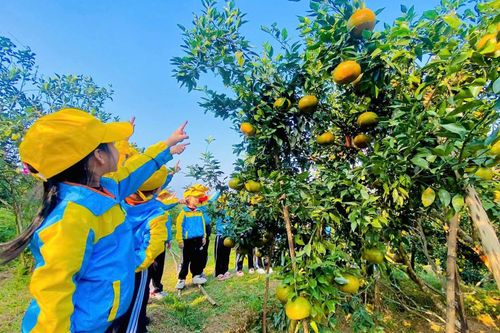 Ngoài ra, nhiều trường học cũng đã tổ chức cho học sinh đến tham quan, trải nghiệm tại vườn cam với các hoạt động thú vị.