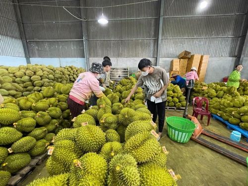 Sầu riêng đang là mặt hàng xuất khẩu quan trọng, giúp nâng cao thu nhập, cải thiện đời sống người dân
