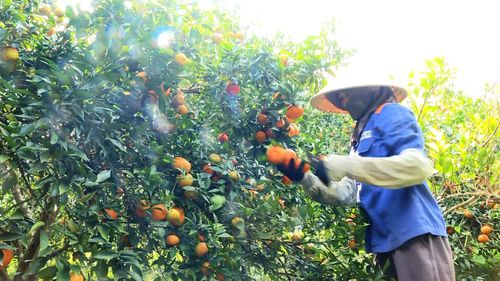 ...Tiếng lá khẽ chạm nhau trong gió, tiếng bước chân chậm rãi trên lối mòn, tất cả hòa quyện thành nhịp điệu của mùa thu hoạch, mùa mà người nông dân mong đợi sau bao tháng ngày chăm chút.