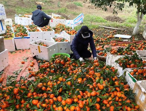 ...mà đó là thành quả của những tháng ngày cần mẫn của sự lựa chọn cây trồng phù hợp với thổ nhưỡng, khí hậu vùng đồi và cũng là niềm hy vọng về một cuộc sống đủ đầy, ổn định hơn trên chính quê hương mình.