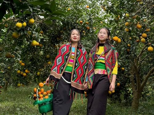 Bước chân sâu vào vườn, hương cam dìu dịu lan trong gió, quyện cùng hơi ấm của nắng Xuân. Những chùm quả trĩu nặng trên cành, lấp lánh ánh vàng, như níu bước người đi...