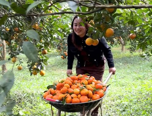 Với những chủ vườn nơi đây, mỗi quả cam không chỉ là sản phẩm nông nghiệp đơn thuần...