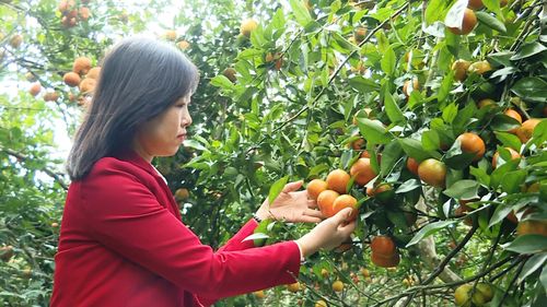 Xác định cam là một trong những sản phẩm nông nghiệp chủ lực, xã Thạch Bình đang tập trung phát triển cây cam theo hướng sản xuất hàng hóa, gắn với Chương trình mỗi xã một sản phẩm (OCOP), để cây cam từng bước được nâng tầm thành sản phẩm đặc trưng, đóng góp quan trọng vào chuyển dịch cơ cấu kinh tế nông nghiệp, tạo sinh kế và nâng cao thu nhập cho người dân.