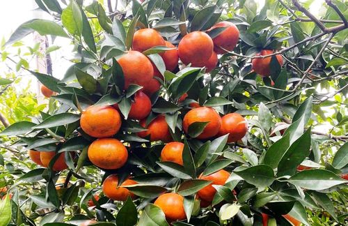 Cam vào vụ, quả tròn căng, chín mọng, vàng ươm dưới nắng. Những chùm cam đung đưa theo gió, ánh lên sắc vàng óng ả như gom góp đủ tinh túy của đất đồi, gió núi và mồ hôi người trồng để dâng hiến cho mùa Xuân...