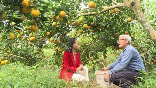 Ông Minh chậm rãi kể, để có được sắc vàng rực rỡ hôm nay là cả một năm tảo tần. Đó là những ngày mưa dài lo đất úng, những đêm sương muối thấp thỏm canh vườn, là những đợt nắng gắt phải giữ từng gốc cam khỏi cạn sức. Vì thế mỗi quả ngọt là kết tinh của sự bền bỉ và niềm tin của người nông dân vào mảnh đất quê hương.