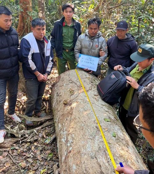 Gỗ dổi bị các đối tượng cưa hạ trái phép. Ảnh: CTV