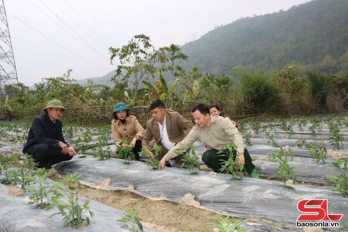 Lãnh đạo xã Gia Phù kiểm tra mô hình trồng ớt tại bản Đông.