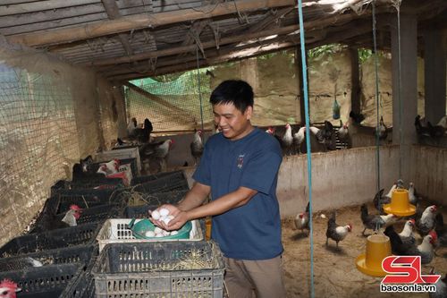 Mô hình nuôi gà siêu trứng của nhân dân bản Chát Mới.