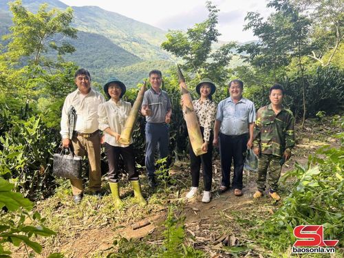 Lãnh đạo xã Gia Phù kiểm tra mô hình trồng măng bát độ trên địa bàn.