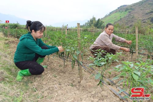 Nhân dân bản Nà Kên chăm sóc mô hình ớt xuất khẩu.