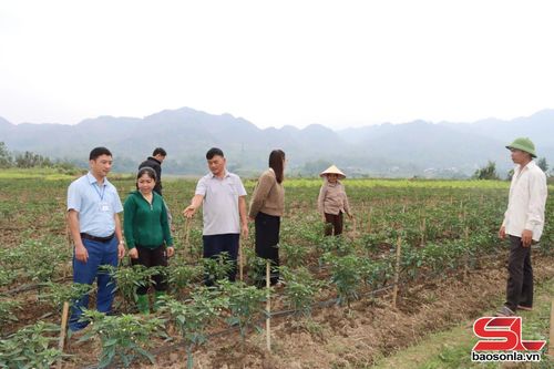 Cán bộ xã Gia Phù kiểm tra, hướng dẫn kỹ thuật trồng ớt xuất khẩu tại bản Nà Kên.