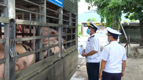 Cơ quan chức năng tổ chức các đoàn kiểm tra lưu động tại các lò mổ và hoạt động vận chuyển động vật. Ảnh: TRẦN TRÚC