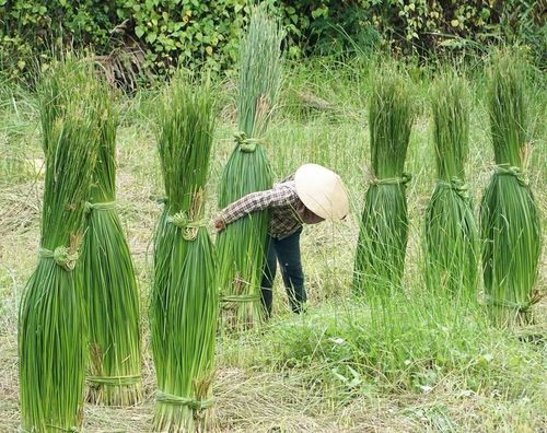 Lác được phơi khô, nhuộm màu, chẻ sợi, làm nguyên liệu để dệt chiếu
