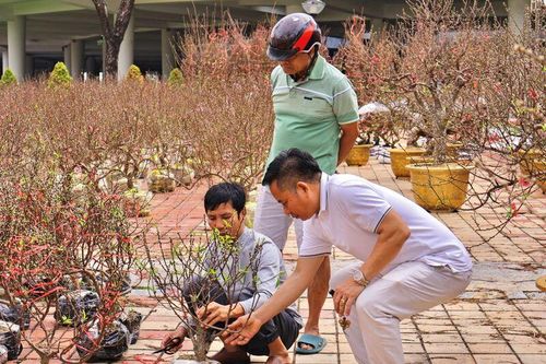 Anh Bùi Ngọc An (trú tại Hà Nội) chia sẻ: “Ở Đà Nẵng, mặc dù không phải nhà nào cũng chơi đào như Hà Nội, nhưng nếu so với các tỉnh, thành khác tại miền Trung, Đà Nẵng có lượng người chơi đào nhiều nhất, đa dạng nhất là mức giá dưới 3 triệu đồng”. Ảnh: Diễm Phúc
