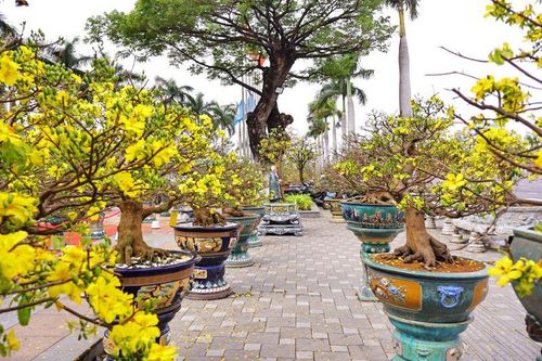 Chợ hoa năm nay xuất hiện nhiều cây mai vàng có dáng và hoa đẹp, được rao bán với giá từ vài trăm triệu đồng, thậm chí vài tỷ đồng. Ảnh: Diễm Phúc