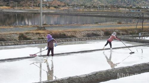Ruộng muối thành viên của Hợp tác xã sản xuất, kinh doanh muối Phương Hải, xã Ninh Hải (tỉnh Khánh Hòa) thu hoạch đầu năm.