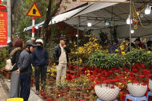 Mặt bằng giá tương đối phù hợp với các phân khúc thu nhập từ các hộ gia đình trẻ, công nhân, người lao động và cư dân quanh khu vực. Bên cạnh đó đào, quất, hoa cũng rất đa dạng về chủng loại, đáp ứng được đầy đủ nhu cầu trang trí đa dạng từ căn hộ chung cư đến nhà phố, cửa hàng, văn phòng.