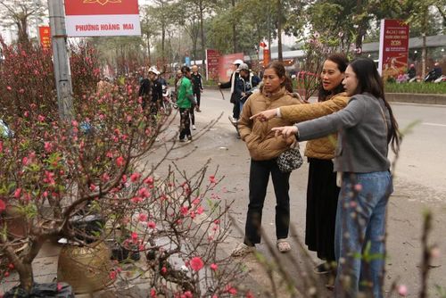 Nói về tình hình giá cả các loại cây cảnh và hoa tết năm nay, chị Hà Thị Thắm cho biết, mặc dù giá không hề cao hơn so với tết năm ngoái sức mua có phần giảm hơn, người mua mặc cả nhiều hơn cũng như kén chọn cũng tỉ mỉ hơn nhiều.