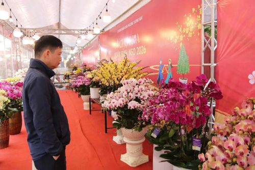 Bên cạnh các cây cảnh truyền thống, các loại hoa khác như lan, tu luýp … cũng có giá cả hết sức dễ chịu. Với khoảng giá từ 150.000 đến hơn 1 triệu đồng, người mua sẽ có rất nhiều lựa chọn