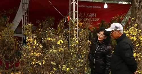 Năm nay, nhiều gia đình chuyển từ đào, quất sang chơi mai. Giá của mai vàng dao động từ 700.000 đồng đến 2 triệu đồng/cây.