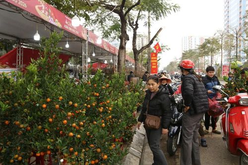 Quất cảnh, mặt hàng được nhiều gia đình ưa chuộng có giá từ 600.000 đồng đến trên 1,5 triệu đồng/cây. Đặc biệt các cây quất thế đẹp, quả sai, tán tròn có thể đạt mức cao hơn.