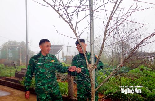 Cán bộ biên phòng tổ công tác Huồi Mới chuẩn bị trang trí cành đào đón Tết. Ảnh: T.P