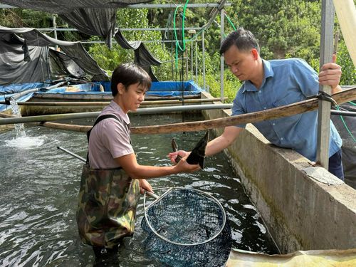 Lãnh đạo Phòng Kinh tế xã Hua Bum thăm mô hình nuôi cá tầm của gia đình anh Thào A Tính.