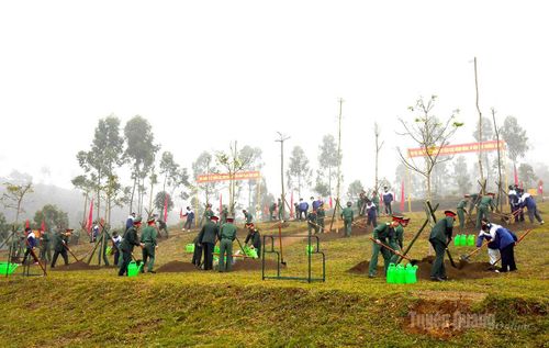 Không khí Tết trồng cây tại Sư đoàn 174.