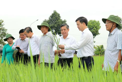 Bí thư Thành ủy Cần Thơ Lê Quang Tùng cùng lãnh đạo thành phố thăm đồng tại xã Tân Hòa dịp đầu năm mới