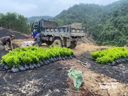 Nông dân xã Quỳ Châu triển khai trồng rừng những ngày đầu Xuân. Ảnh: V.T