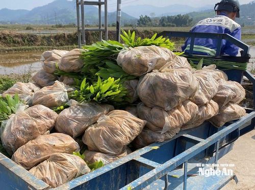 Nông dân vận chuyển keo giống trồng rừng vụ Xuân. Ảnh: V.T
