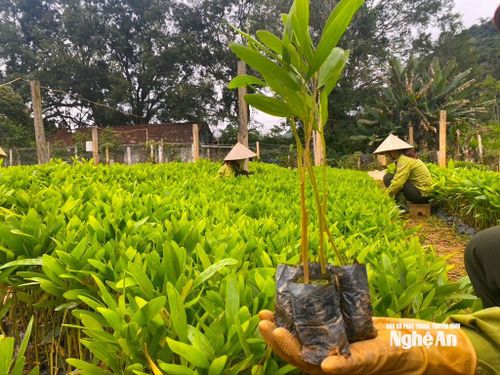 Công nhân Lâm trường Quỳ Châu chăm sóc cây keo giống phục vụ trồng rừng vụ Xuân. Ảnh: Văn Trường