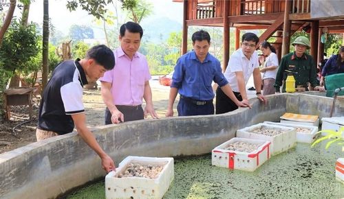 Xã Lâm Thượng có hơn 60 hộ nuôi ốc nhồi, mang lại hiệu quả kinh tế.