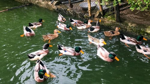 Tại xã Lâm Thượng, giống vịt bầu địa phương được bảo tồn nguồn gen, phát triển thành sản phẩm OCOP.