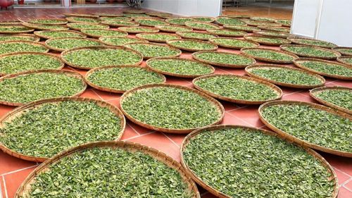 Trung bình mỗi năm, Phình Hồ thu khoảng 500 tấn chè thành phẩm, tạo nguồn thu ổn định cho nhiều hộ gia đình.