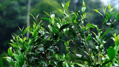 Xã Phình Hồ có hơn 300 ha chè, trong đó trên 100 ha chè Shan tuyết cổ thụ.
