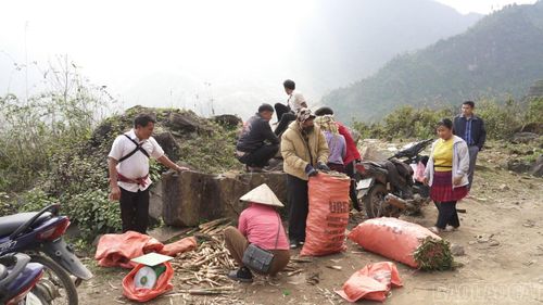 Thương lái thu mua măng sặt tại thôn Pá Khoang.