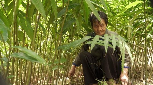 Ông Thào A Chư, thôn Tống Trong cho biết, sau hai năm trồng, cây sa nhân đã mang lại thu nhập 10 triệu đồng, mở ra thêm cơ hội cải thiện kinh tế và thoát nghèo trong thời gian tới.