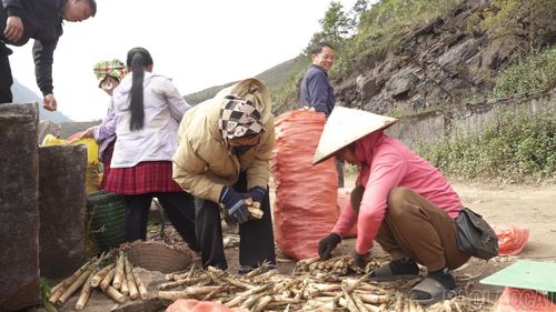 Thương lái đến tận thôn thu mua măng sặt tại các điểm tập kết, tạo điều kiện thuận lợi cho người dân tiêu thụ sản phẩm, góp phần ổn định đầu ra.