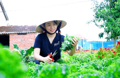Những luống rau xanh mướt được trồng theo quy trình không thuốc, không hóa chất, kết hợp các giải pháp công nghệ cao. Ảnh: ĐVCC