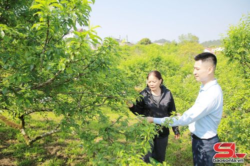 Nông dân phường Thảo Nguyên sử dụng hiệu quả nguồn vốn vay từ Quỹ TDND Nông trường Mộc Châu đầu tư trồng mận trái vụ.