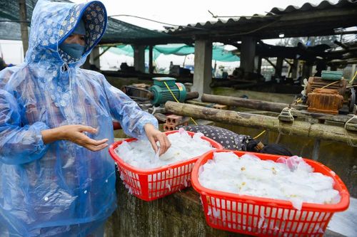 Sau khi làm sạch nhớt, sứa được rửa kỹ và ngâm muối khoảng một tuần cho đến khi nước trong và hết mùi tanh mới đạt sứa thành phẩm.