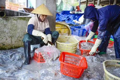 Sau khi được đưa vào bờ, sứa được vận chuyển đến các điểm thu mua rồi chuyển vào khu sơ chế. Không chỉ mang lại nguồn thu cho người trực tiếp ra khơi, mùa sứa còn tạo việc làm cho nhiều lao động tại các cơ sở thu mua và chế biến ven biển.